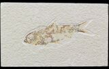 Bargain Knightia Fossil Fish - Wyoming #42371-1